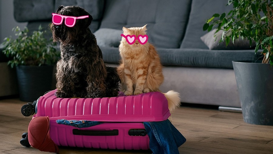 سفر با حیوان خانگی