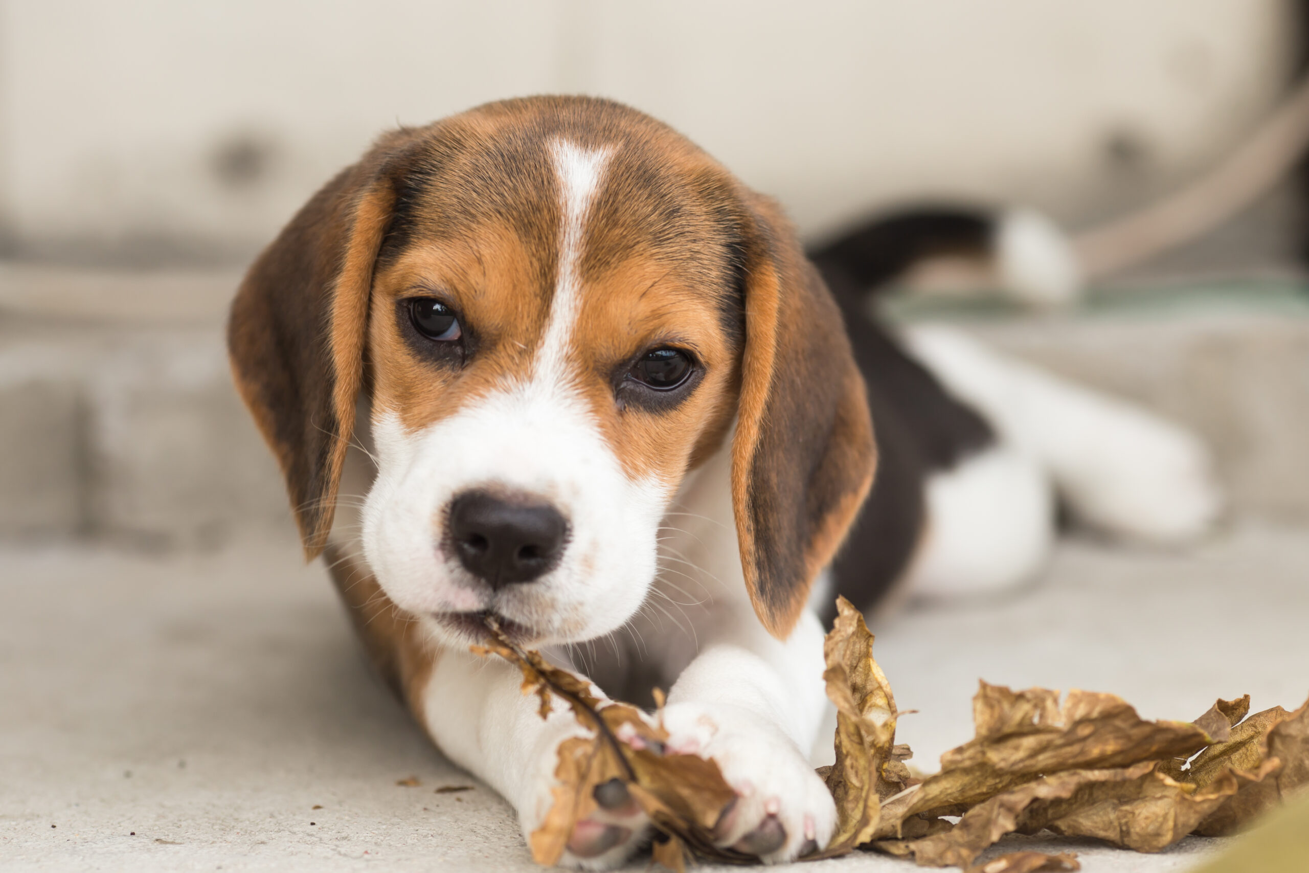 مراقبت از توله سگ