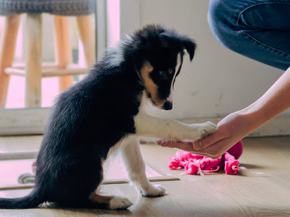 مراقبت از توله سگ