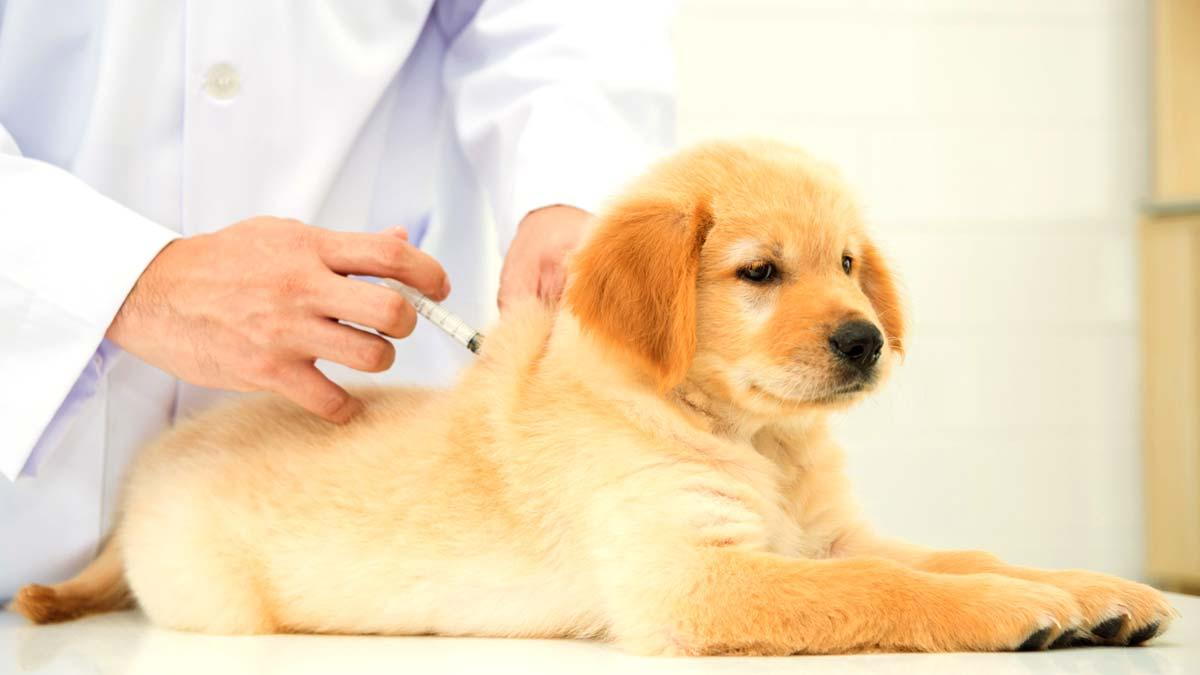 مراقبت از توله سگ