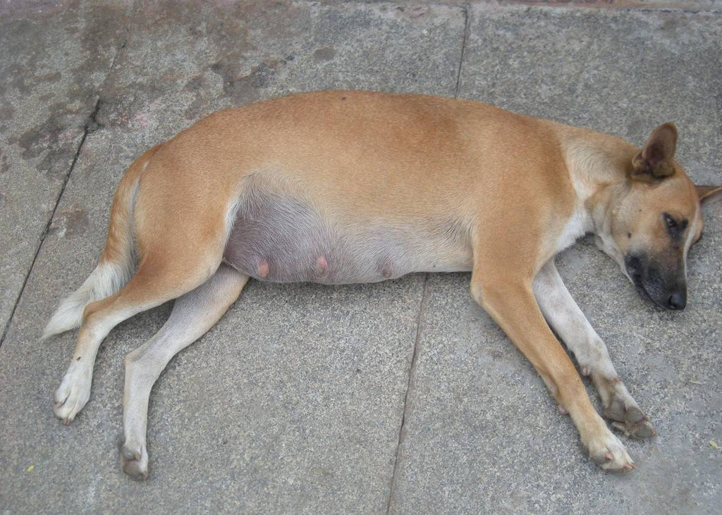 تورم شکم از اورژانس‌های خطرناک سگ