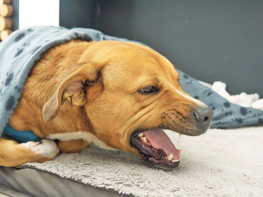 مشکلات تنفسی از علائم خطرناک سگ