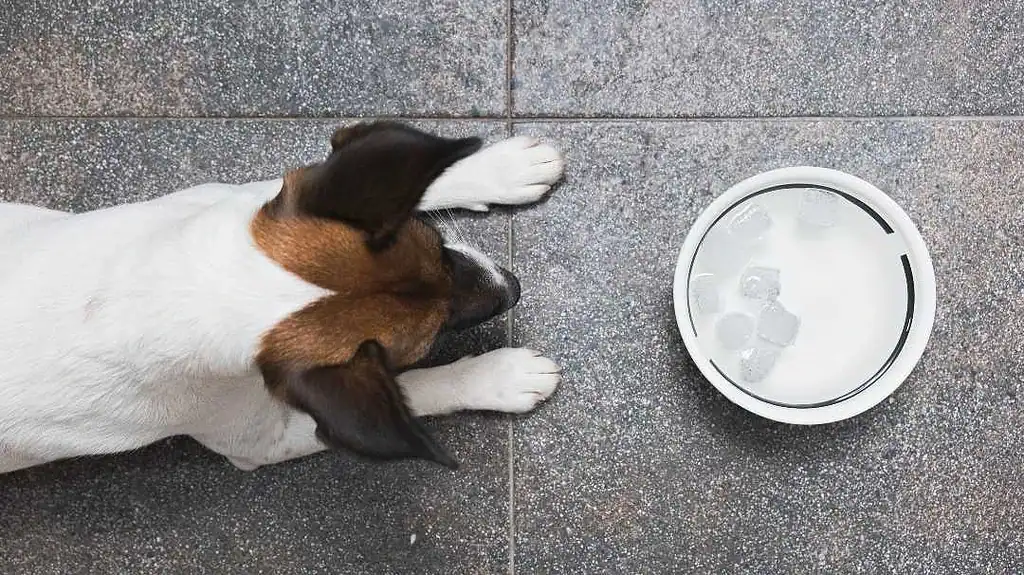 کاهش مصرف آب و غذا از علائم خطرناک سگ